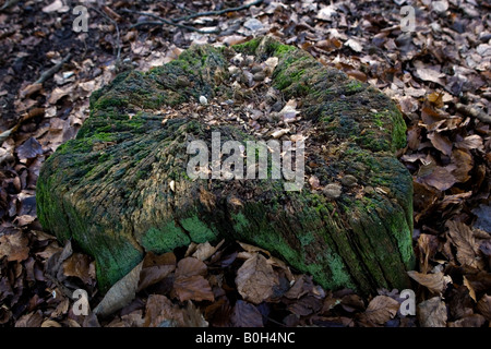 Coperte di muschio ceppo di albero vicino Medmenham nel Buckinghamshire, Inghilterra. Foto Stock