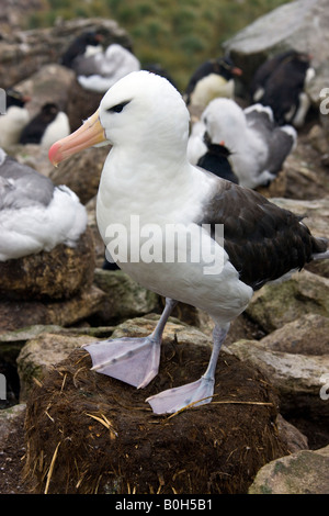 Nero adulto Browed Albatross - Thalassarche melanophrys - su Westpoint Island nelle isole Falkland Foto Stock