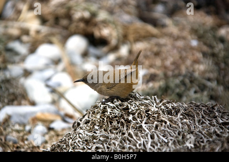 Cobbs Wren - Traglodytes cobbi - sulla isola di carcassa nelle Isole Falkland Foto Stock