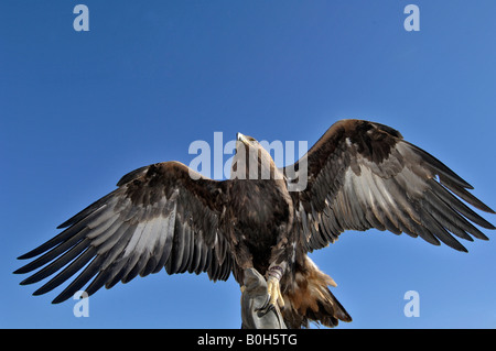 Aquila reale Aquila chrysaetos utilizzati per la caccia da mandriani Khasak Xinjiang Cina Foto Stock