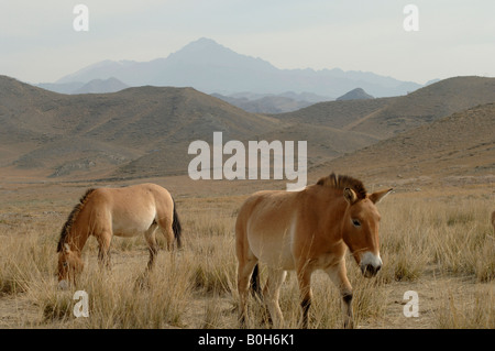 Cavalli Przewalskis Equus ferus przewalskii estinti nel selvaggio ma sono stati reintrodotti nello Xinjiang in Cina Foto Stock