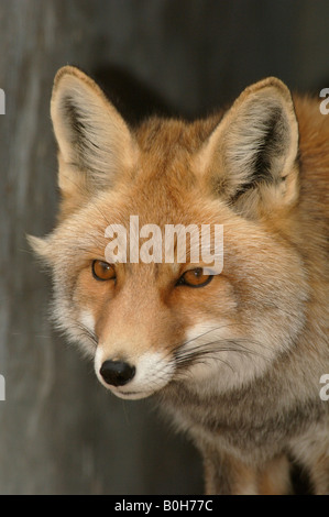 Corsac fox Vulpes vulpes corsac vive nei deserti, Xinjiang, Cina Foto Stock