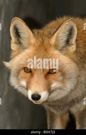 Corsac fox Vulpes vulpes corsac vive nei deserti, Xinjiang, Cina Foto Stock