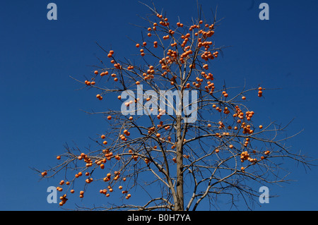 Frutta Persimmon Diospyros kaki molto coltivato in Cina e Giappone come fonte di zucchero Foto Stock