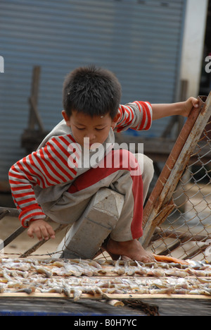 Bambino per aiutare i genitori essiccamento squid , mercato, thai-frontiera cambogiana Foto Stock