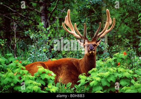 Maschio o Elk Wapiti (Cervus canadensis), montagne rocciose, il Parco Nazionale di Jasper, Alberta, Canada Foto Stock