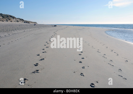 Orme di sabbia su una spiaggia deserta, Ellenbogen, sul lato nord della isola di Sylt, Nord Isole Frisone, Schleswig-Hols Foto Stock