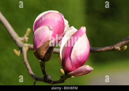 Due piattino Magnolia (Magnolia x soulangiana) le gemme in procinto di aprire, Baden-Wuerttemberg, Germania, Europa Foto Stock