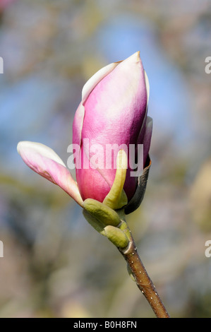 Piattino Magnolia (Magnolia x soulangiana) bud circa per aprire, Baden-Wuerttemberg, Germania, Europa Foto Stock