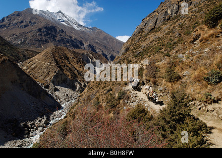 Yak caravan in attraversamento del Rocky Mountain percorso, Bhote Koshi Valley, il Parco Nazionale di Sagarmatha, Khumbu Himal, Himalaya, Nepal, come Foto Stock