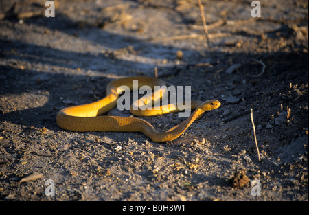 Cape Cobra (Naja nivea), Central Kalahari Game Reserve, Botswana, Africa Foto Stock