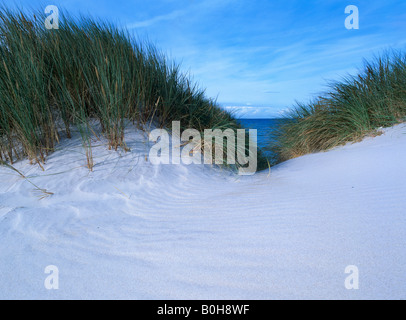 Europeo Beach erba (Ammophila) cresce sulle dune di sabbia bianca alla spiaggia Weststrand sulla penisola di Darss, Meclemburgo Po Foto Stock