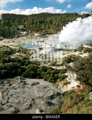 Pohutu Geyser, Whakarewarewa area geotermale, Rotorua, Isola del nord, Nuova Zelanda Foto Stock