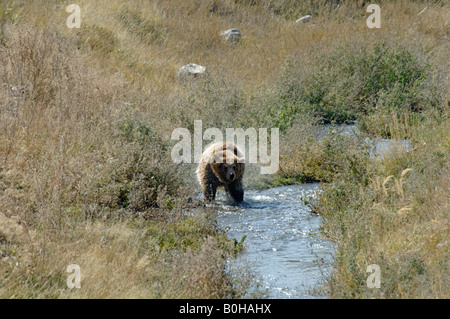 Orso bruno Ursus arctos agitando l'acqua dopo il guado del flusso attraverso la Cina Foto Stock