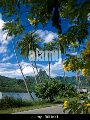 Strada e palme lungo il cuoco o Paopao Bay, Moorea, Isole della Società, Polinesia francese, South Pacific Oceania Foto Stock