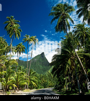 Gli alberi di palma, Moorea, Isole della Società, Polinesia francese, South Pacific Oceania Foto Stock