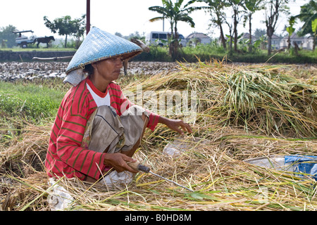 Donna indossando il tradizionale cappello da sole lavorando su una risaia, Isola di Lombok, Lesser Sunda Islands, Indonesia Foto Stock
