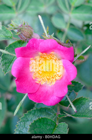 Sweet Briar o Eglantine rosa (Rosa rubiginosa), valle Taubertal, Germania Foto Stock