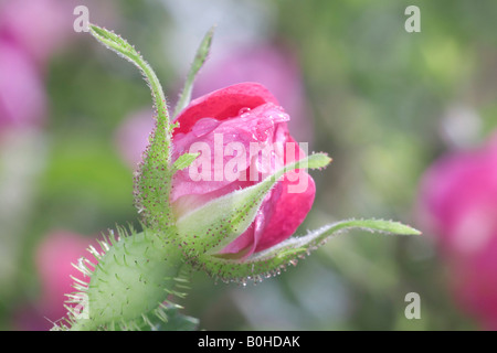 Sweet Briar o Eglantine bocciolo di rosa (Rosa rubiginosa), valle Taubertal, Germania Foto Stock