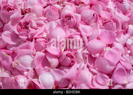 Provenza Rosa Rose o cavolo petali di rosa (rosa centifolia x) riuniti per uso medicinale, valle Taubertal, Germania Foto Stock