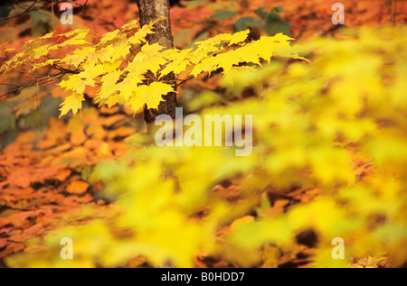 Zucchero foglie di Acero (Acer saccharum), i colori autunnali nel Canada Orientale durante l estate indiana, La Mauricie National Park, Québec, Foto Stock
