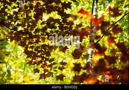 Zucchero foglie di Acero (Acer saccharum), i colori autunnali nel Canada Orientale durante l estate indiana, La Mauricie National Park, Québec, Foto Stock