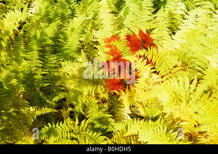 Rosso di zucchero colorate foglie di Acero (Acer saccharum), estate indiana in un parco nazionale in Québec, Canada Orientale Foto Stock