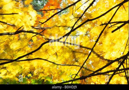 Colore di autunno Acero (Acer) al vento, Algonquin National Park, Ontario, Canada Foto Stock