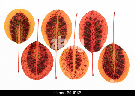 Fumo eurasiatica Tree (Cotinus coggygria, Rhus cotinus), autunno foglie colorate Foto Stock