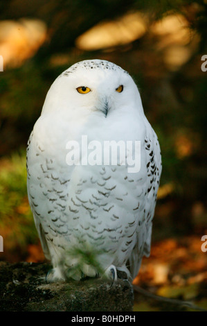 Civetta delle nevi, Arctic Owl o grande gufo bianco (Bubo scandiacus, Nyctea scandiaca), captive Foto Stock