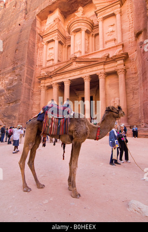 Cammello in piedi nella parte anteriore del Khazne al Firaun, al tesoro Khazneh edificio, Petra, Giordania, Medio Oriente Foto Stock