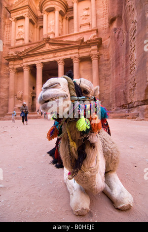 Cammello sdraiato e ruminating davanti al Khazne al Firaun, al tesoro Khazneh edificio, Petra, Giordania, Medio Oriente Foto Stock