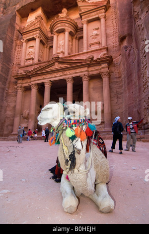 Cammello sdraiato davanti al Khazne al Firaun, al tesoro Khazneh edificio, Petra, Giordania, Medio Oriente Foto Stock