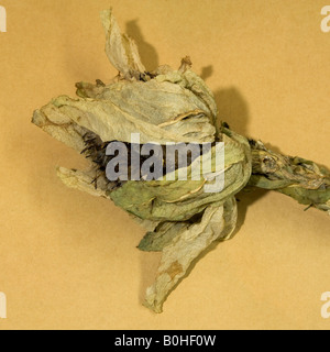 Neve secca lotus Cina Foto Stock