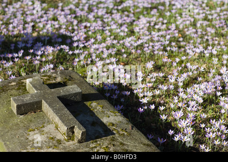 Piccoli fiori in crescita di circa un grave, Alter Suedfriedhof, vecchio cimitero di Monaco di Baviera, Germania Foto Stock