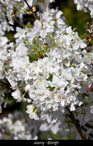 Fioritura alpina giapponese ciliegio (Prunus kurilensis), cultivar brillante Foto Stock