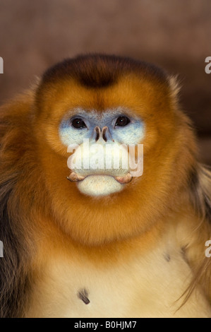 Golden maschio naso camuso monkey Rhinopithecus roxellanae avviene in Hubei Shaanxi e Gansu province del Sichuan in Cina Foto Stock