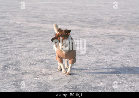 Un cane di piccola taglia vestito con un cappotto Burberry camminando sulla superficie ghiacciata del fiume Havel, Potsdam, Germania, Europa Foto Stock