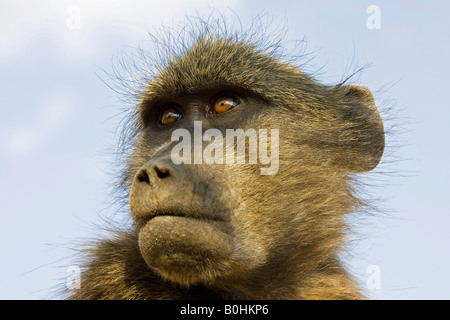 Babbuino giallo (Papio cynocephalus), Namibia, Africa Foto Stock