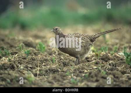 Il fagiano comune (Phasianus colchicus) camminando su di un campo Foto Stock