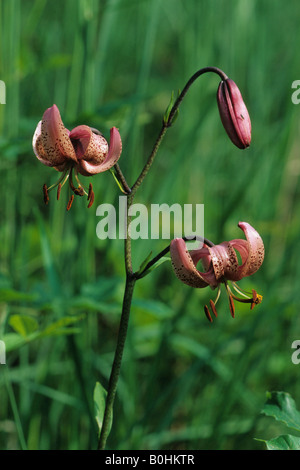 Martagon o Turk cappuccio del Giglio (Lilium martagon) Foto Stock