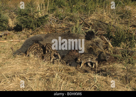 Il Cinghiale sow (Sus scrofa) nursing i suoi giovani suinetti di allattamento la loro madre Foto Stock