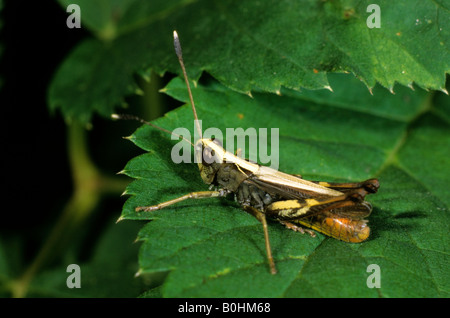 Voce maschile Rufous Grasshopper (Gomphocerus rufus) arroccato su una foglia verde Foto Stock