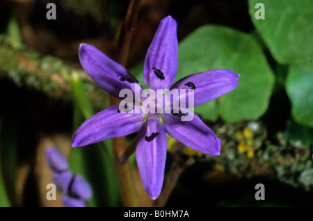 Alpine Squill blossom (Scilla bifolia) Foto Stock