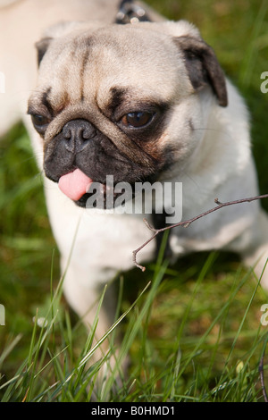 Giovani pug, prendendo la sua lingua Foto Stock