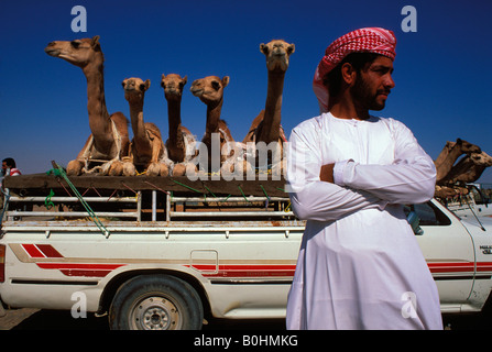 Cammelli trasportata dal carrello al mercato, Emirati Arabi Uniti. Foto Stock