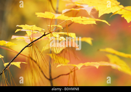 Autunno foglie colorate di un Maple (Acer saccharum) e asciugare gli aghi di pino (pinus) durante l'estate Indiana in un parco nazionale ho Foto Stock