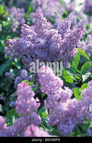 Fiori lilla (Syringa) in primavera Foto Stock