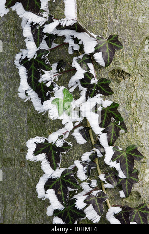 Trasformata per forte gradiente di cristalli di brina sui bordi di su un edera viticcio (Hedera helix) salendo su un faggio (Fagus) tronco di albero, Svizzera Foto Stock