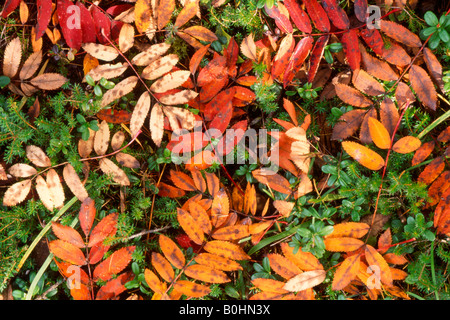 Foglie di autunno di unione Rowan (Sorbus aucuparia) che copre il suolo della foresta, Lago di Braies, Bolzano, Italia, Europa Foto Stock